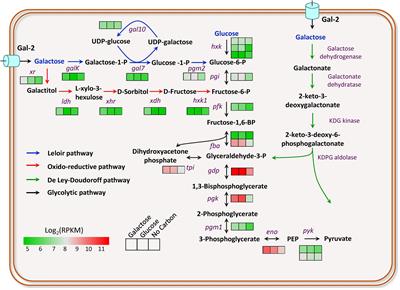 Transcriptional Profiling of Myceliophthora thermophila on Galactose and Metabolic Engineering for Improved Galactose Utilization